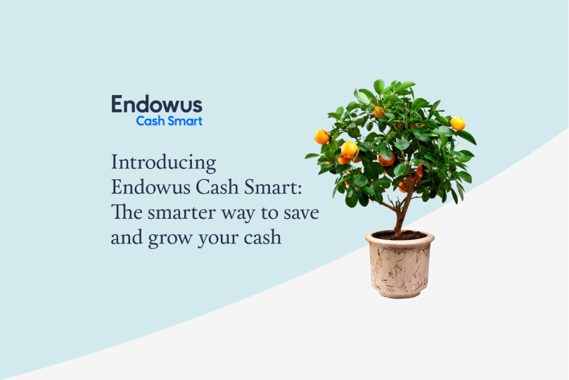 Mandarin fruit tree in planter